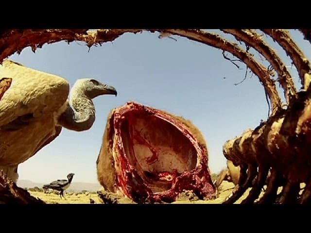Legends of African Raptors