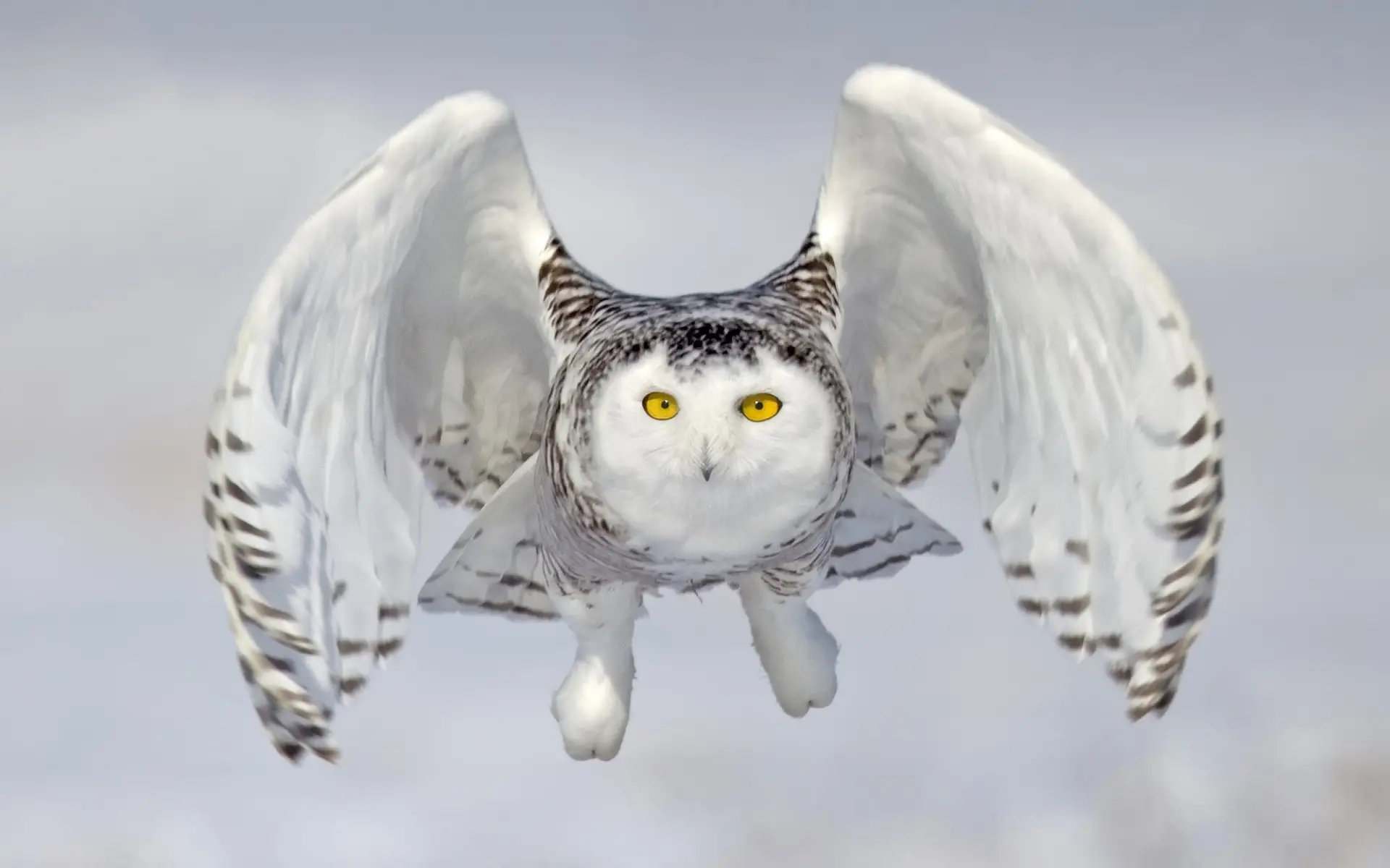 Titans of the Frozen Skies