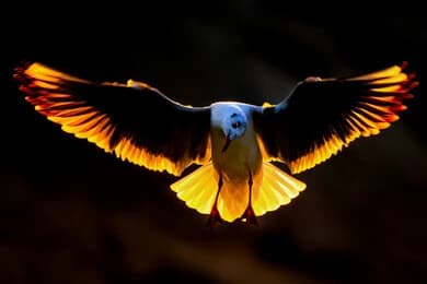Majesty of the Raptors