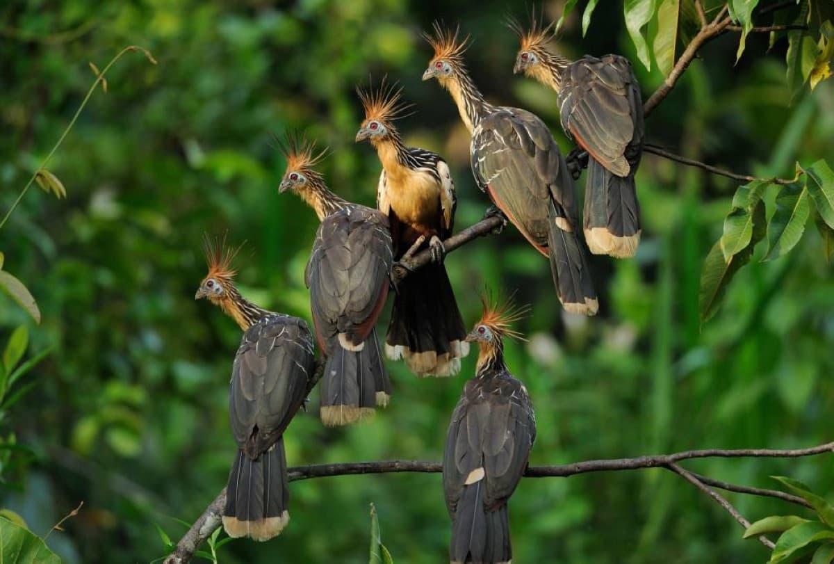The World's Deadliest Raptors