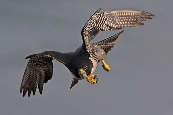 The Great Falcon Migration