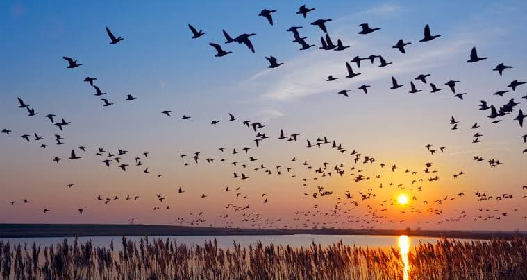The Avian Migration Saga