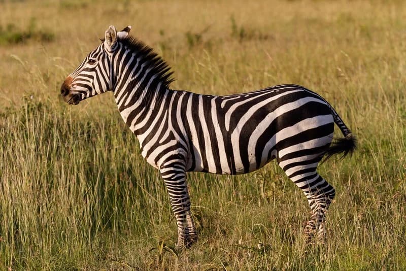 Zebra