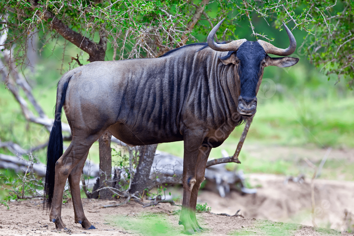 The Seasonal Wildebeest Migration