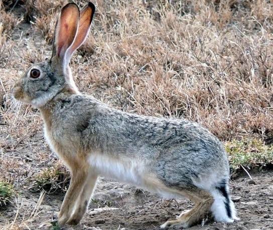 Lagomorphs