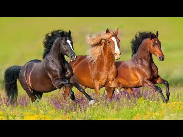 Wild Horse