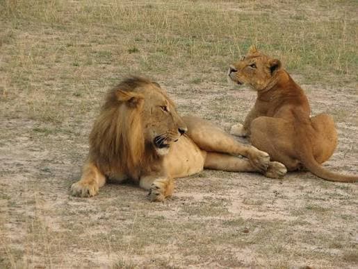 Lion Instinct