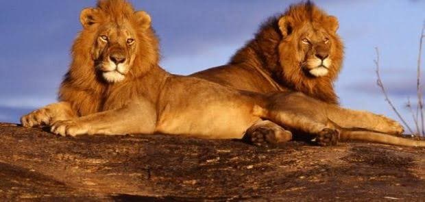 The Life of African Lions