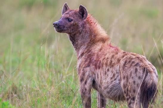 Wild Hyenas