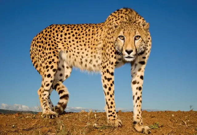 Wild Cheetahs