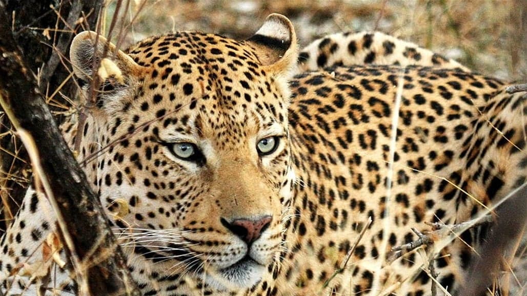 Kingdom of the Jaguar