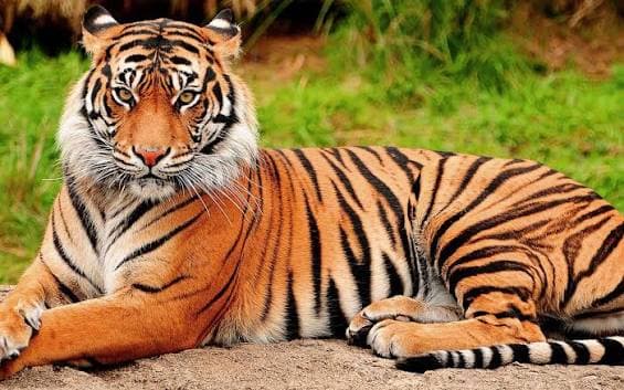 The Tiger