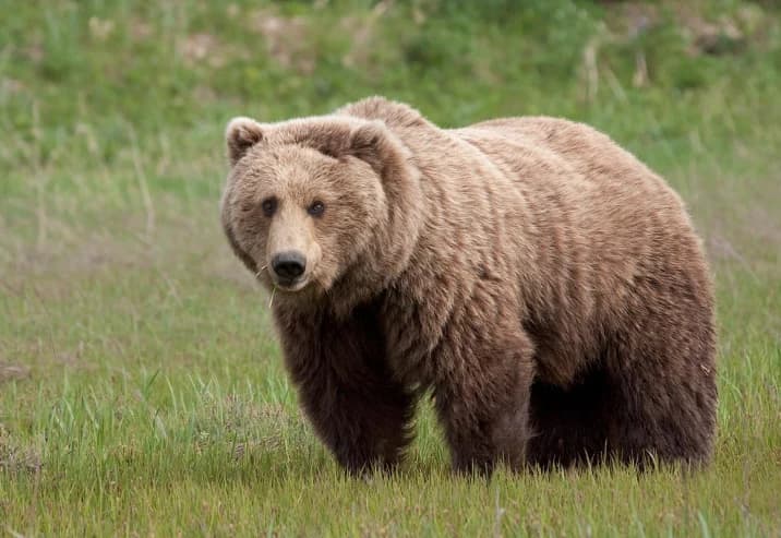 Brown Bear