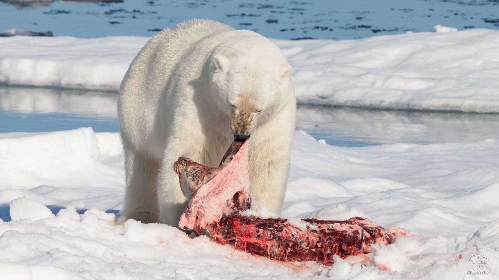 The Polar Bear