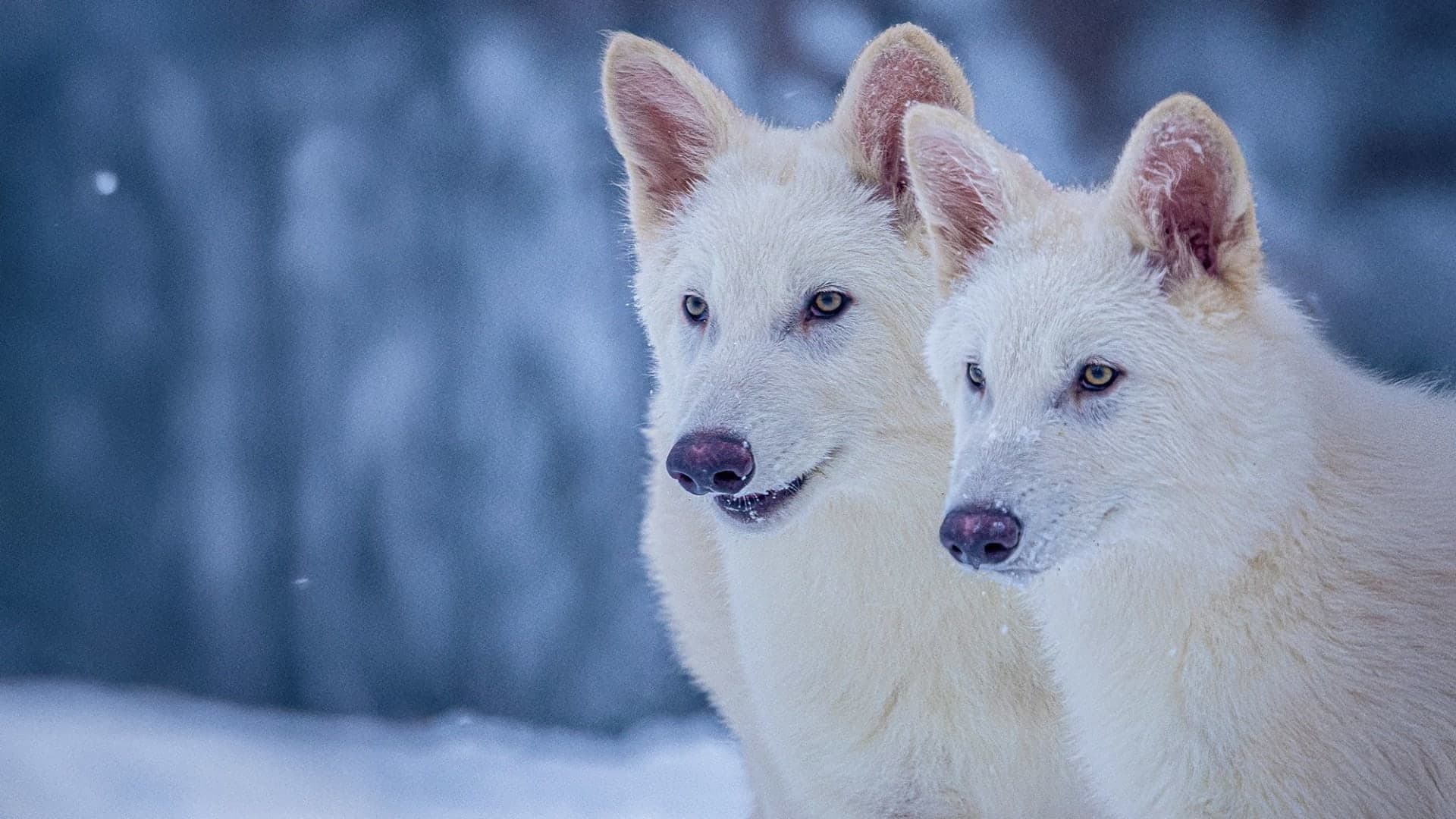 Kingdom of the Arctic Wolf