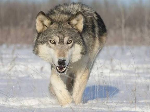 Valley of the Deadly Grey Wolves