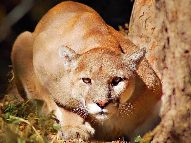 Mountain Lion (Cougar)