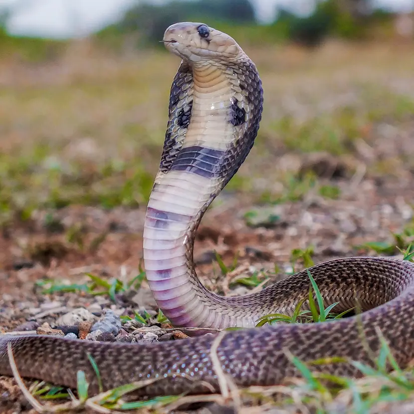 Savage Constrictors