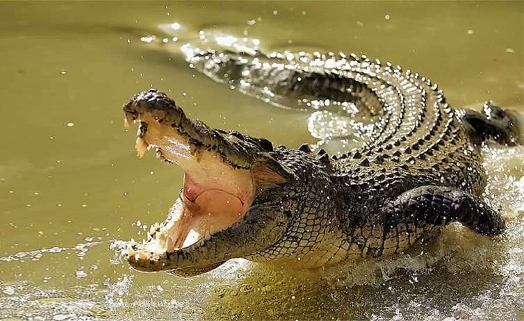The Legendary Nile Crocodile