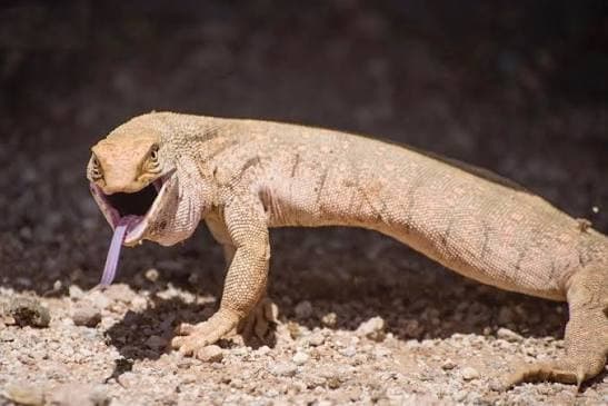Desert Monitor
