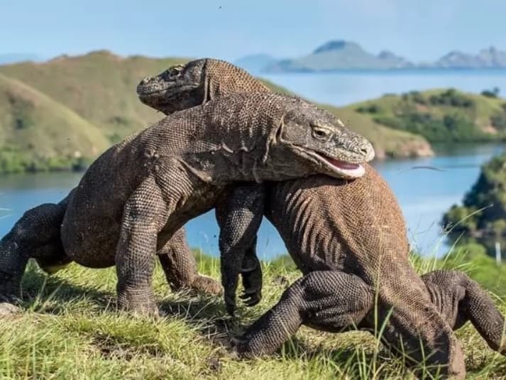 Komodo Dragon