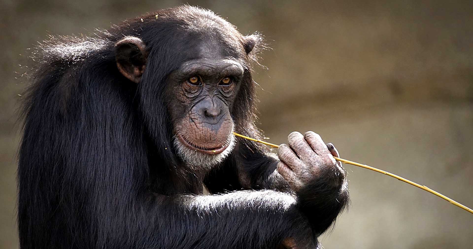 The World of Primates