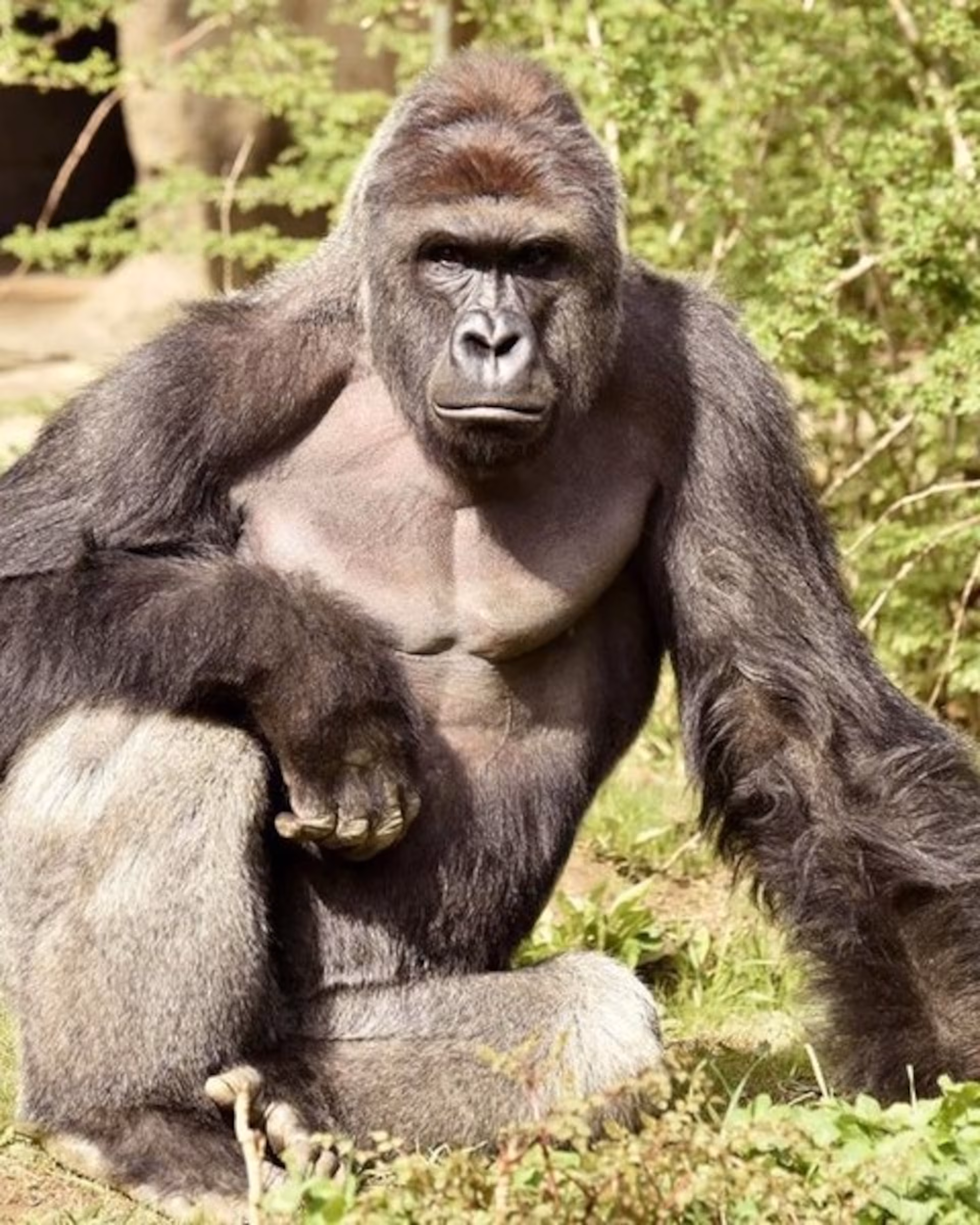 The Great Gorilla
