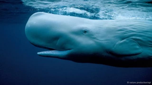Secrets of the Whales