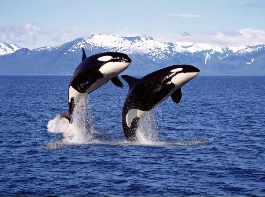 Killer Whale (Orca)