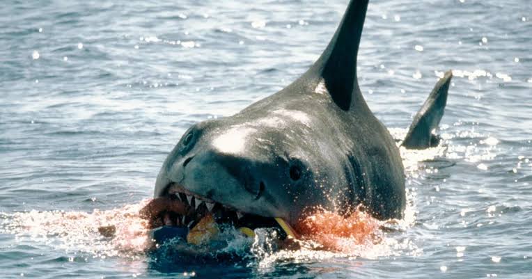 Shark Encounter