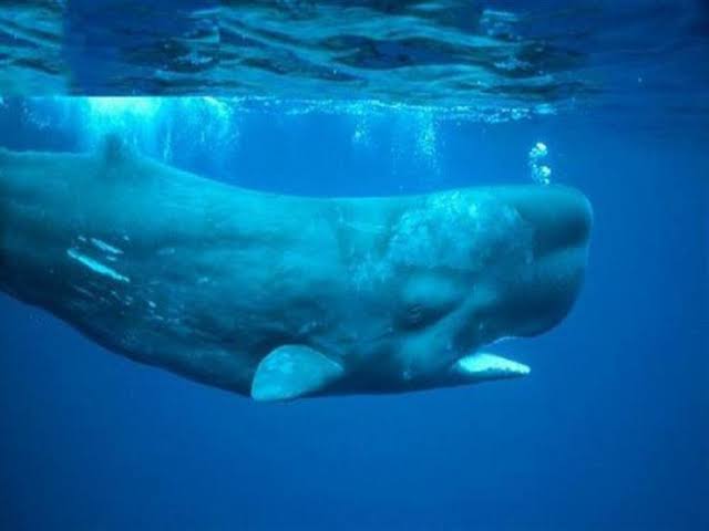 Sperm Whale
