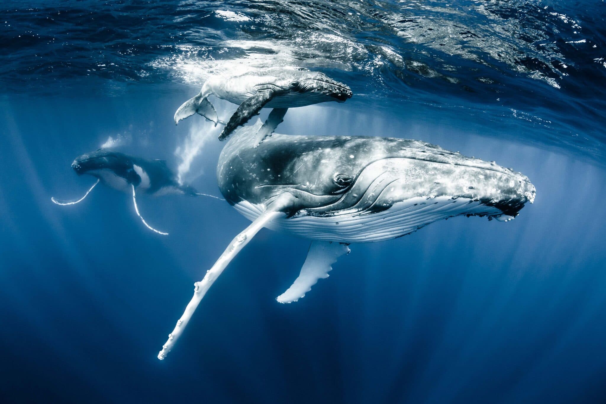 Humpback Whales