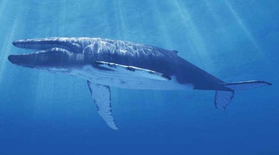 The Blue Whale