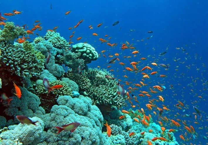 Marine Life Dramas