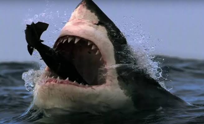 Ruthless Ocean Predators