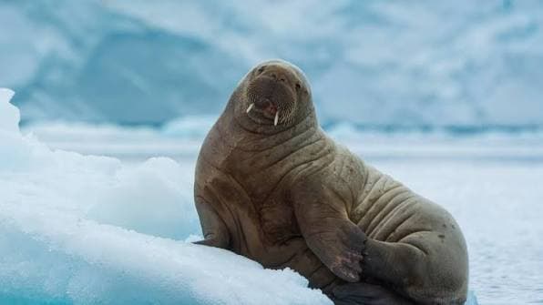 Amphibious Legends of Antarctica