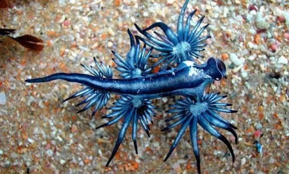 Bizarre Creatures of the Deep