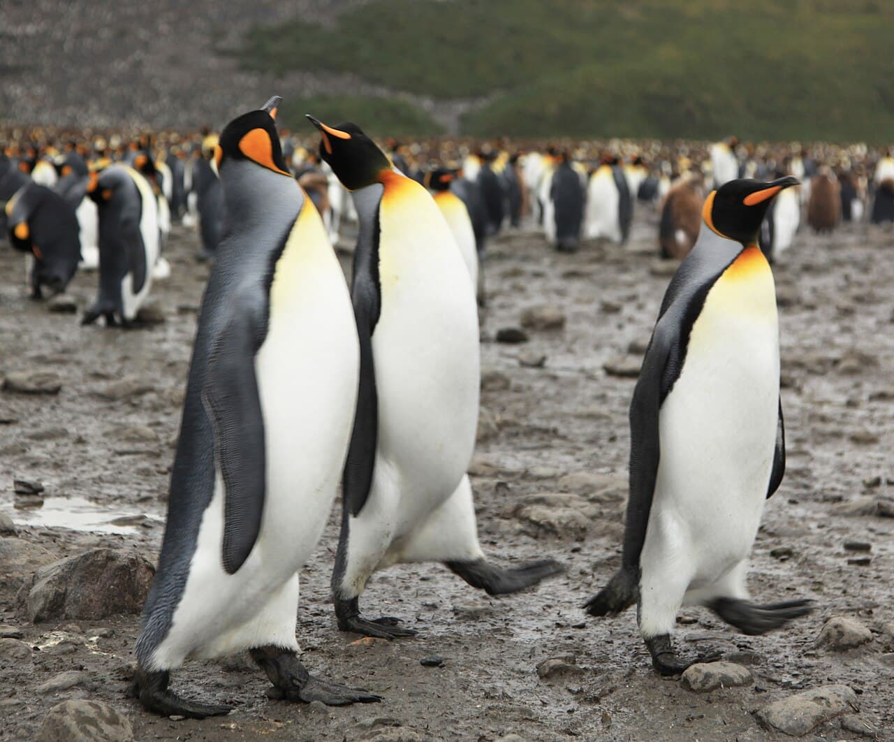 Legends of the Falklands