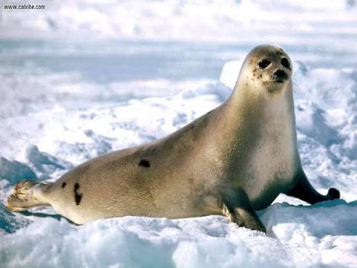 Seal Adventures in the Shadow Islands