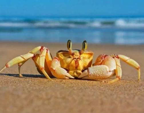 The Secret Life of Crabs