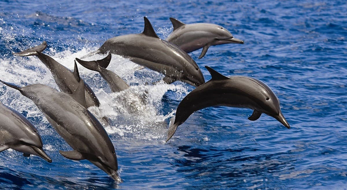 Secrets of the Dolphin Realm