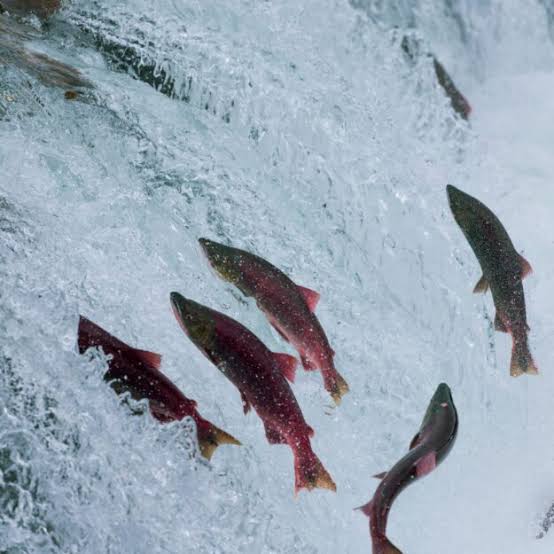 The Salmon Odyssey
